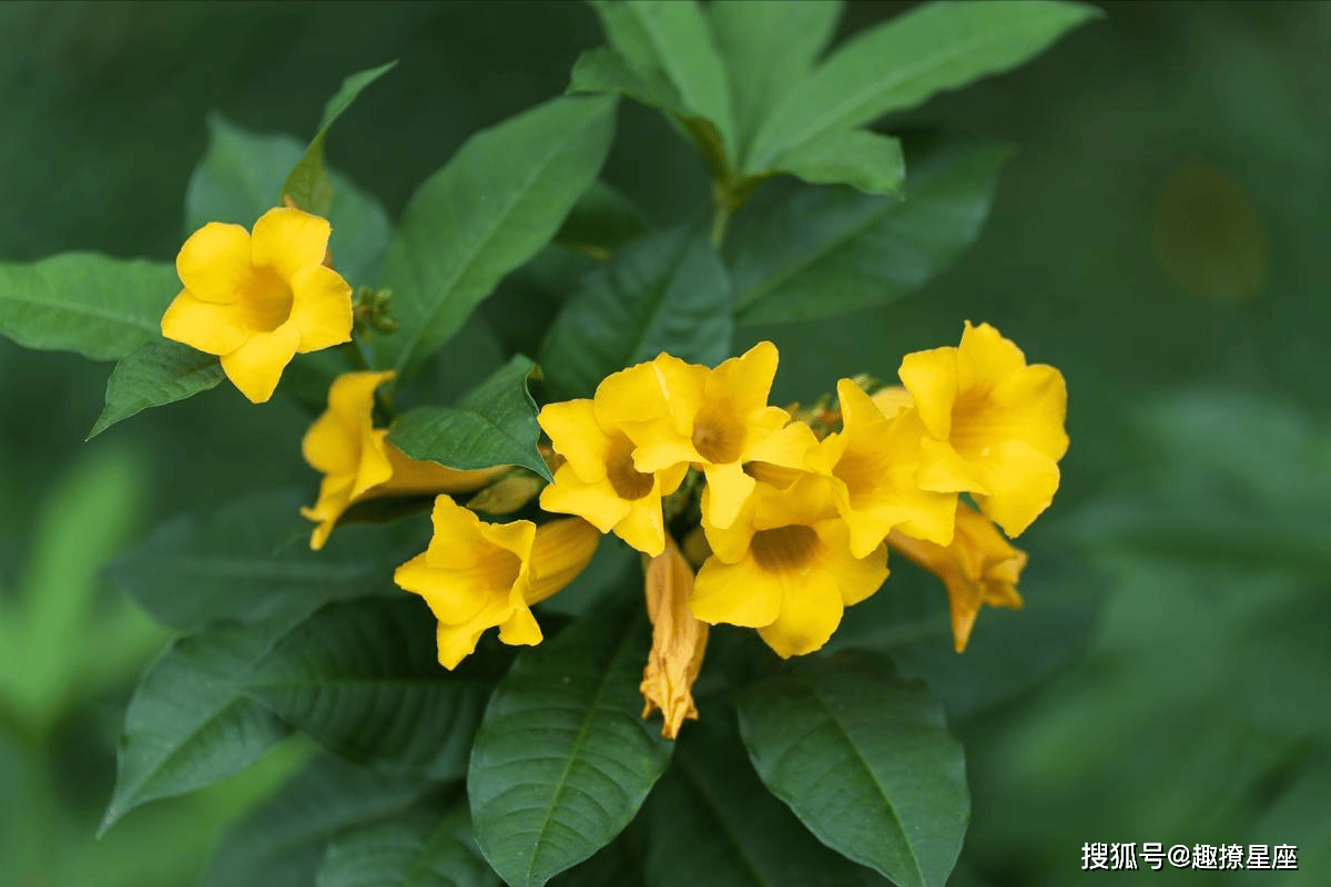 立秋后生肖运势爆棚(2021年立秋后哪几个属相好)