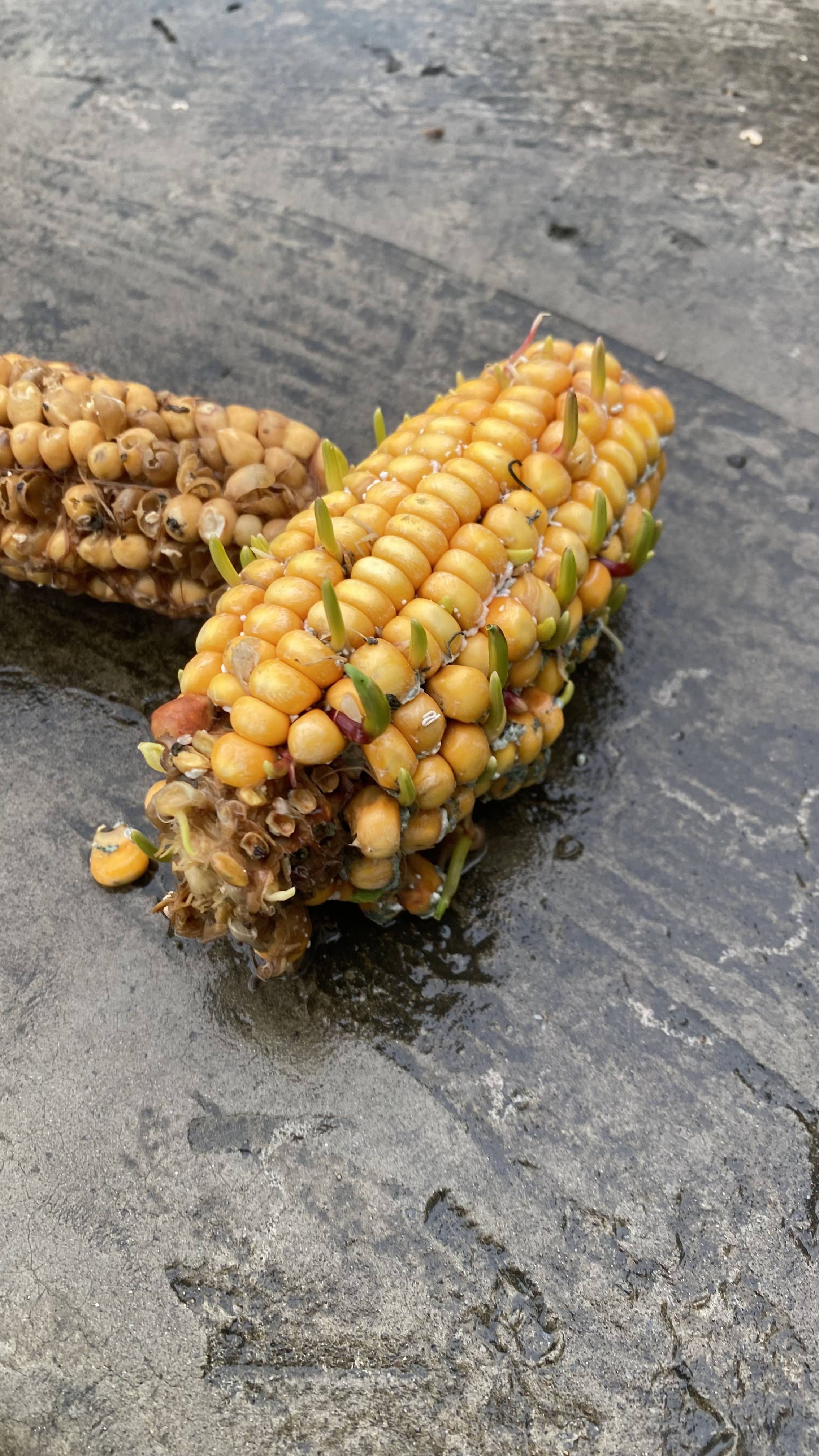 一直下雨玉米发芽了怎么办?连续下雨,玉米无法晒干怎么办