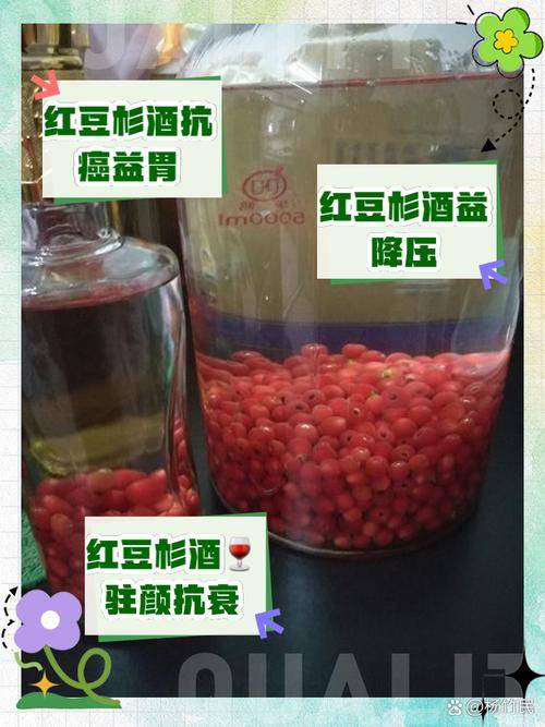 红豆杉泡酒配方:如何选酒和药材,让你的泡酒更有味道?