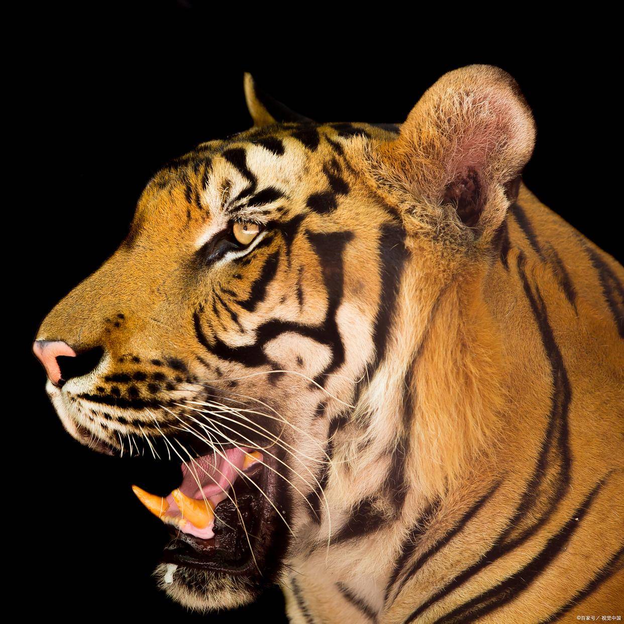 生肖虎2023明年运势(属虎2023年的运势)