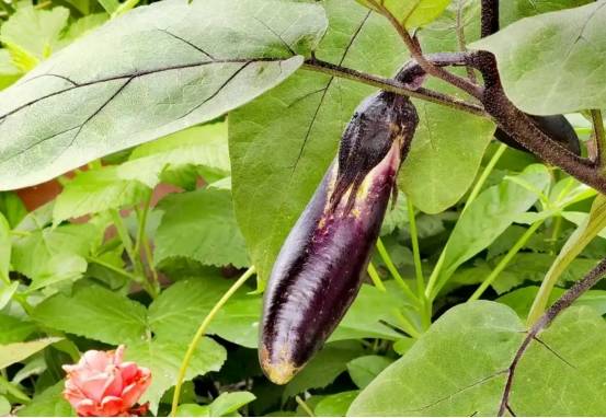 茄子为什么叫9418为什么在线