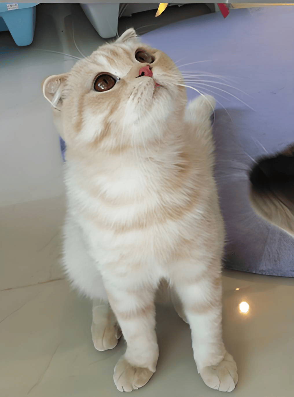 苏格兰折耳猫有毛球症吃什么猫粮?有什么牌子的猫粮好?