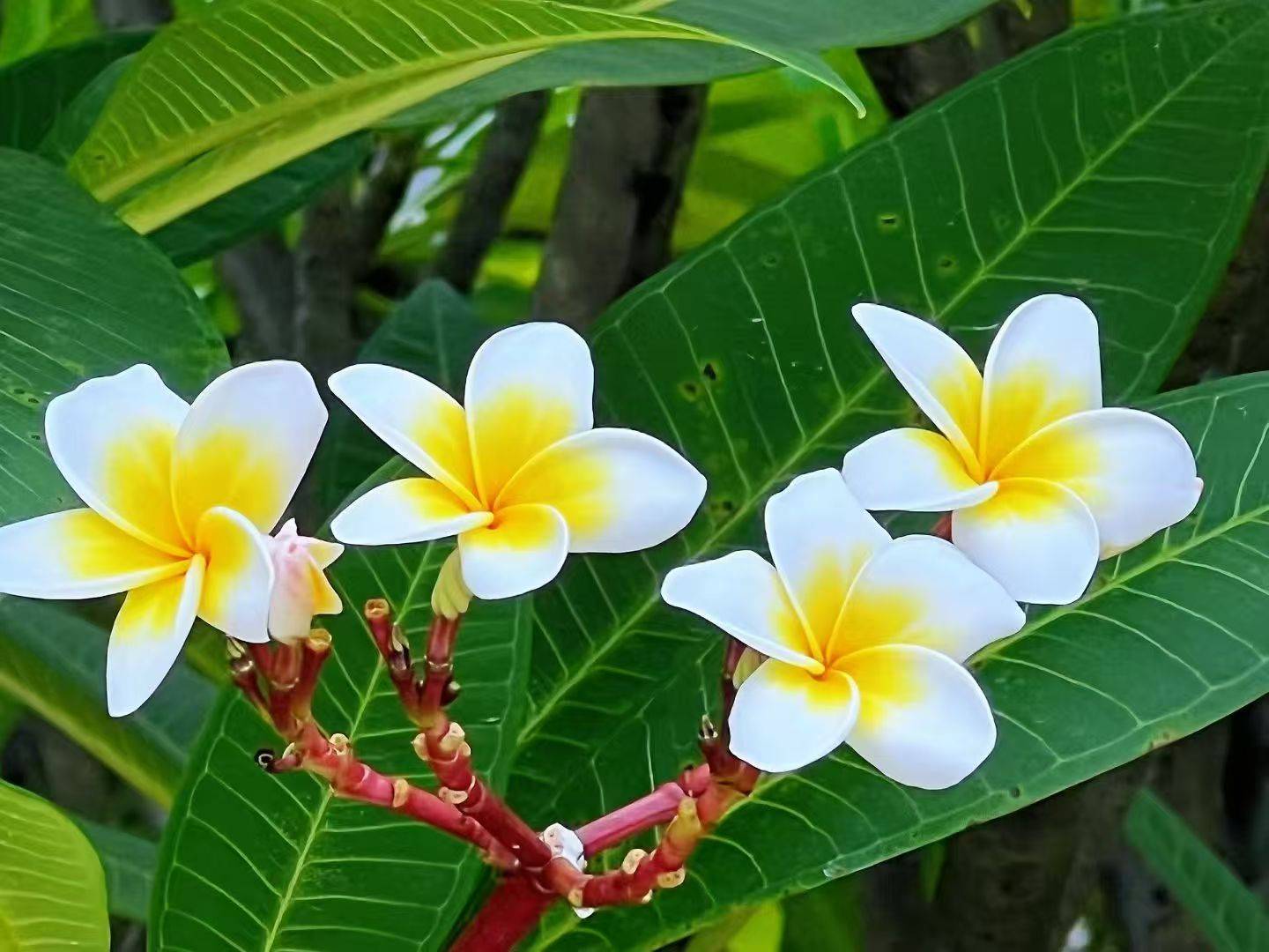 《鸡蛋花》(笔名/若有若无)