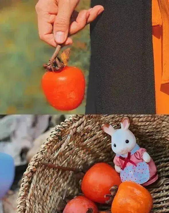 【广州三大秋色】11月15日丨上罗千亩柿子海+艾米稻香小镇+罗洞工匠小镇