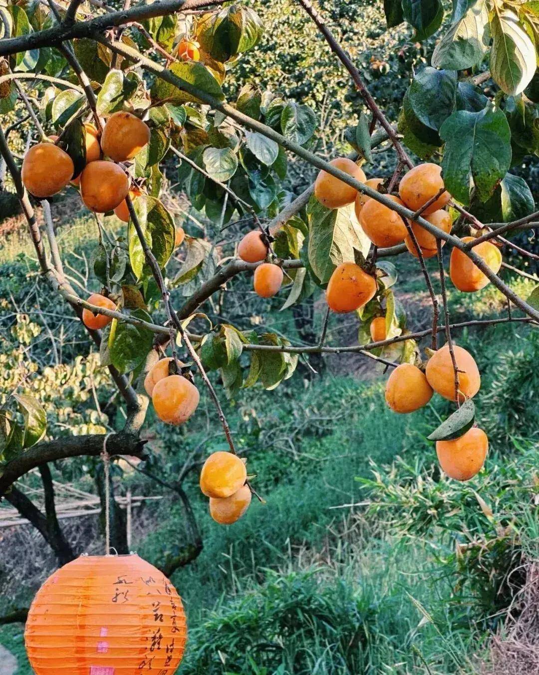 【广州三大秋色】11月15日丨上罗千亩柿子海+艾米稻香小镇+罗洞工匠小镇