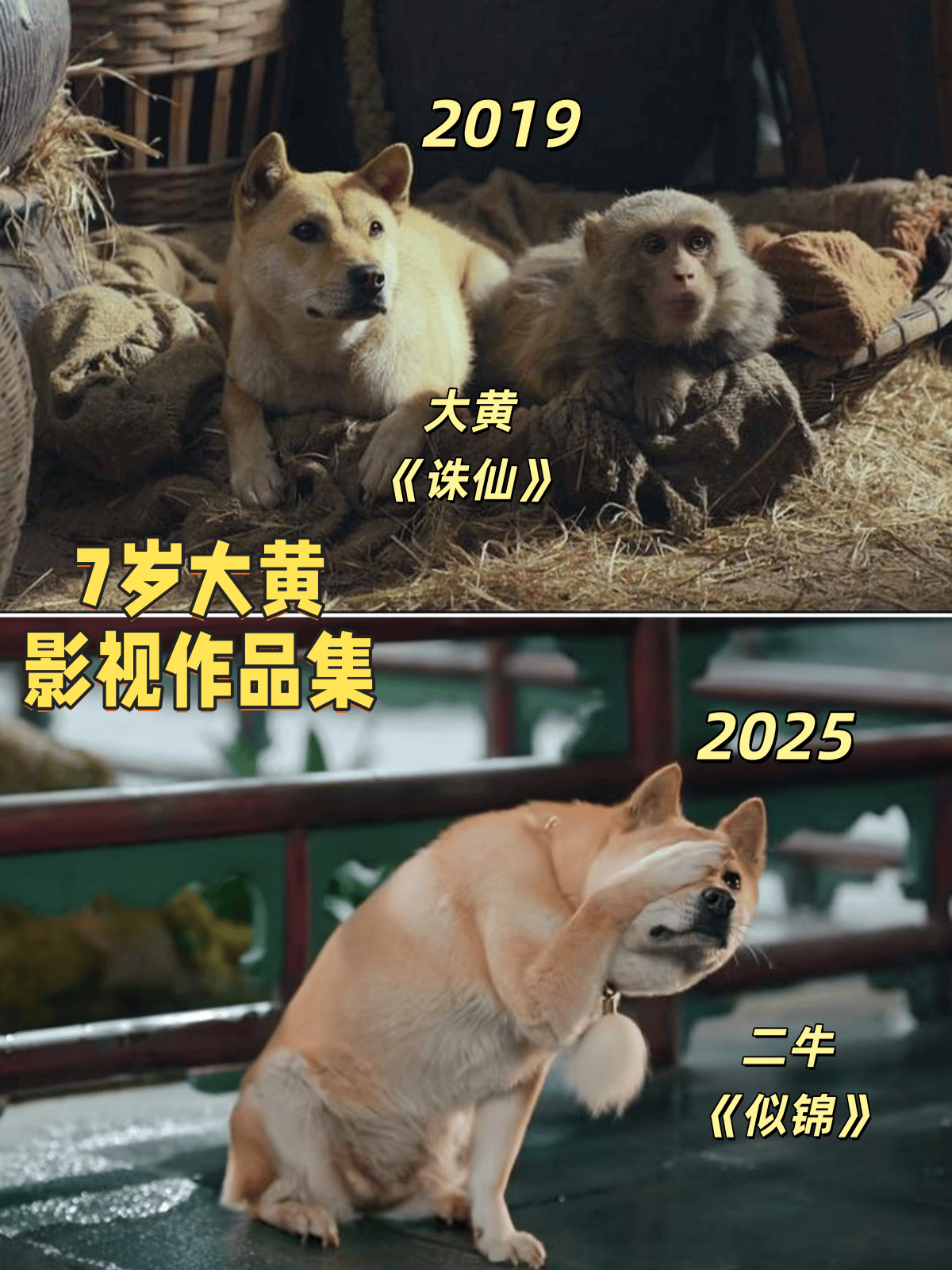 演员狗狗“大黄”上台领奖,主人称其是“专业演员” 插图6 演员狗狗“大黄”上台领奖,主人称其是“专业演员” 插图6