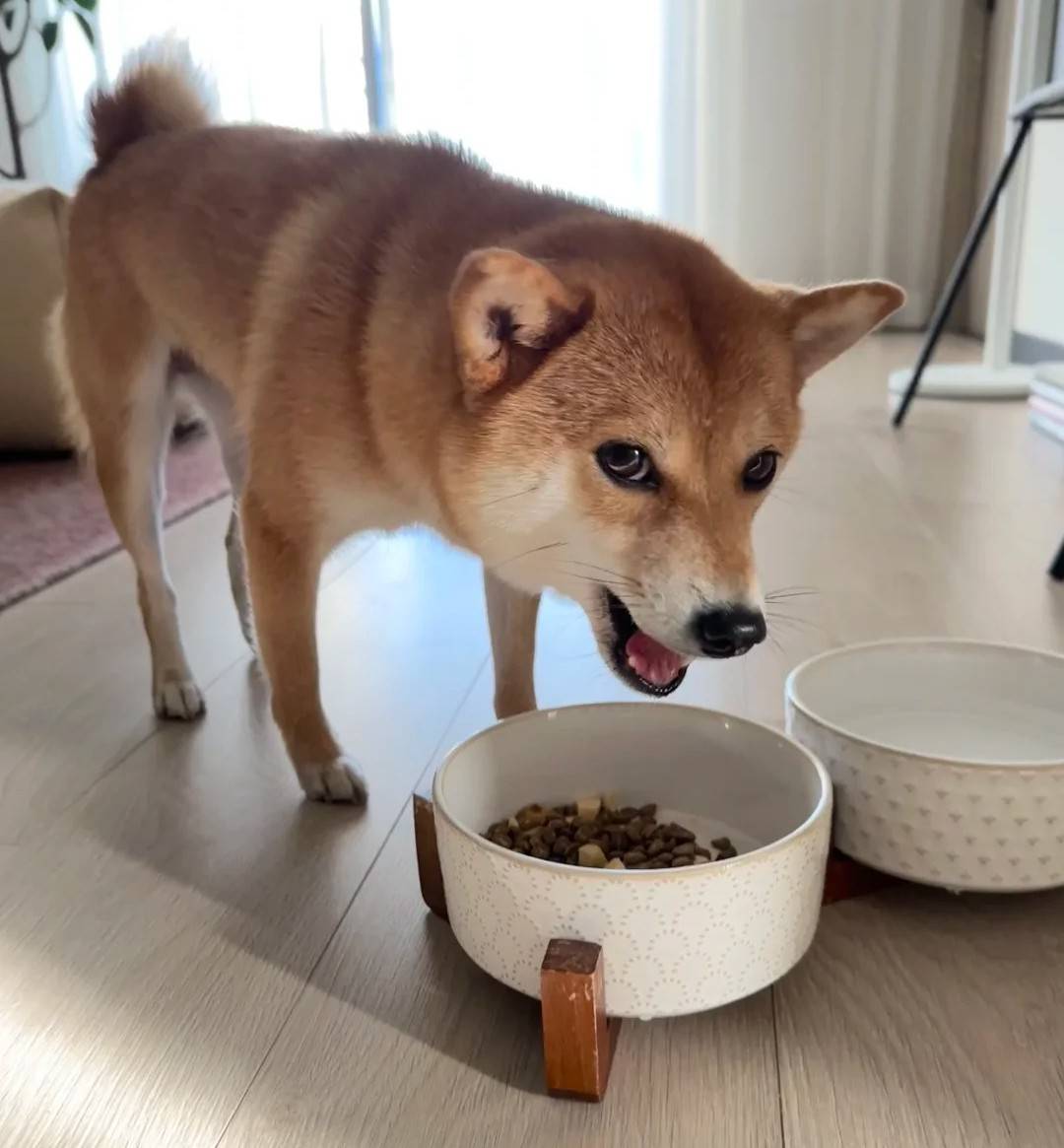 狗粮牌子哪个好