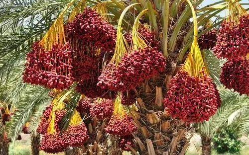 图片[5]-它是迪拜土豪最爱吃的水果，是财富的象征，到了中国却不受欢迎！-华闻时空