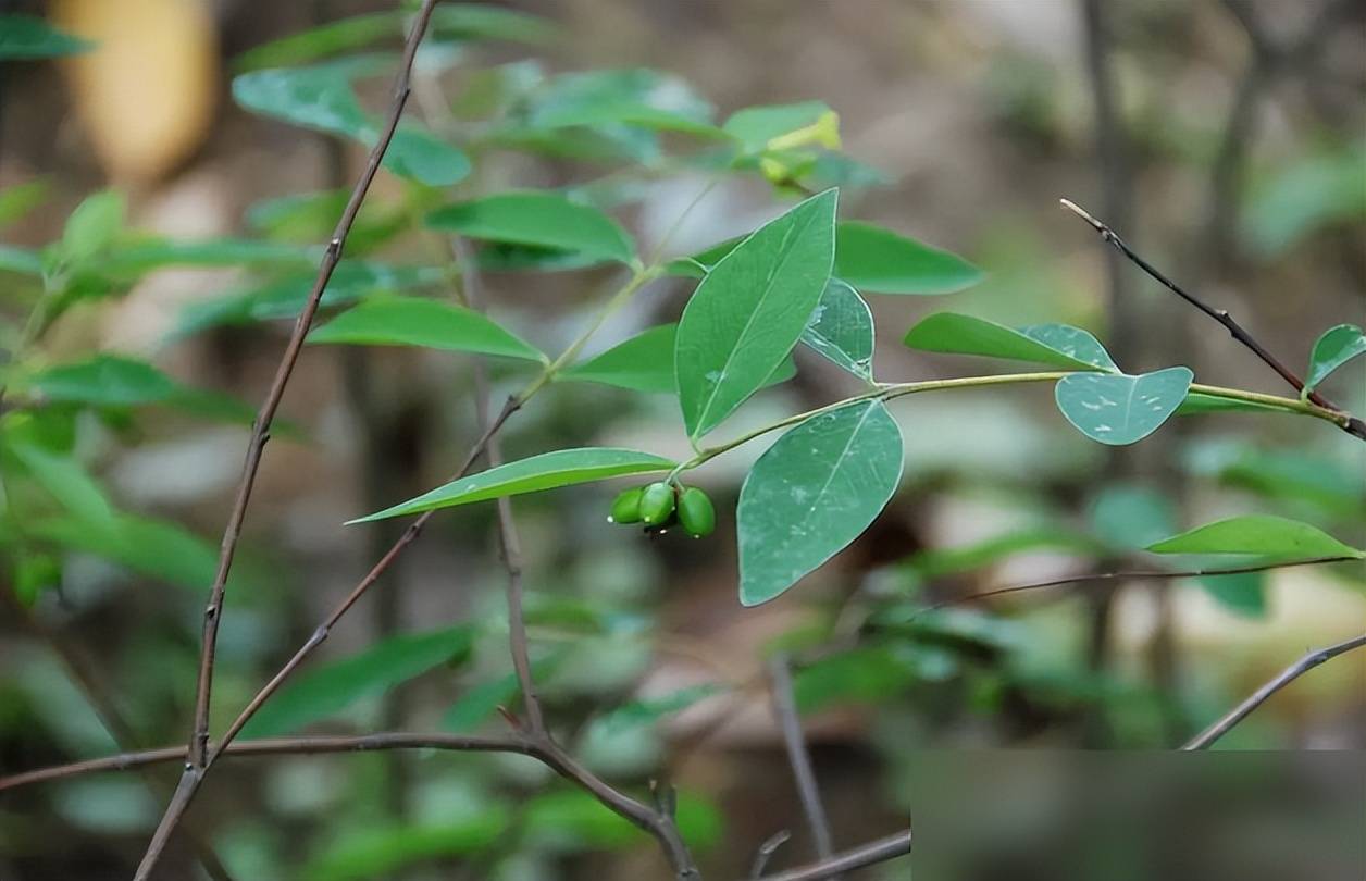 此草了不得,救了赵匡胤的命而赐名紫金鞭,小偷常随身携带