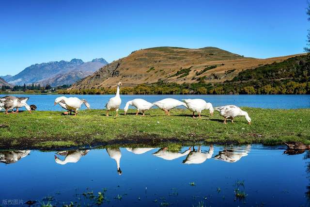 这个世界上最孤独的国家，为什么这么多华人？-华闻时空