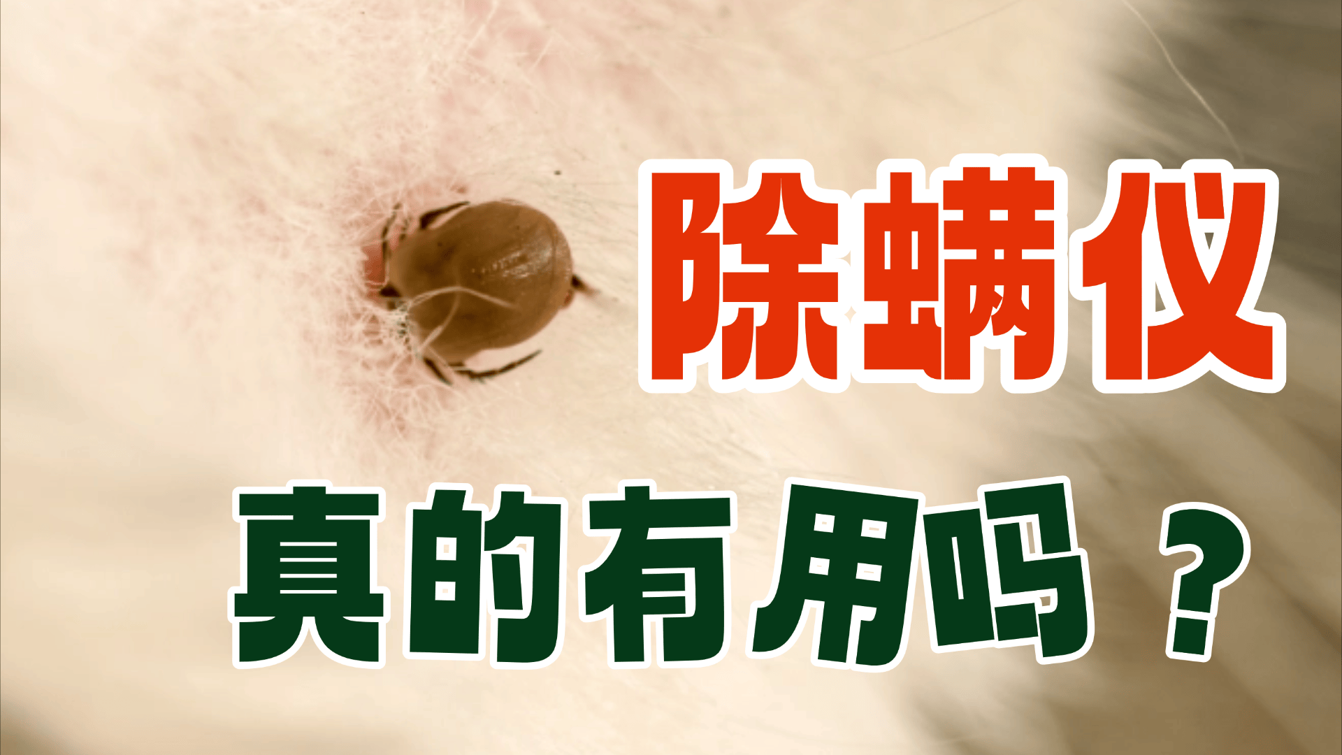 除螨仪真的有用吗？床上如何除螨最有效的方法？除螨仪推荐2026优选10大机型：揭秘除螨仪哪个牌子的好！