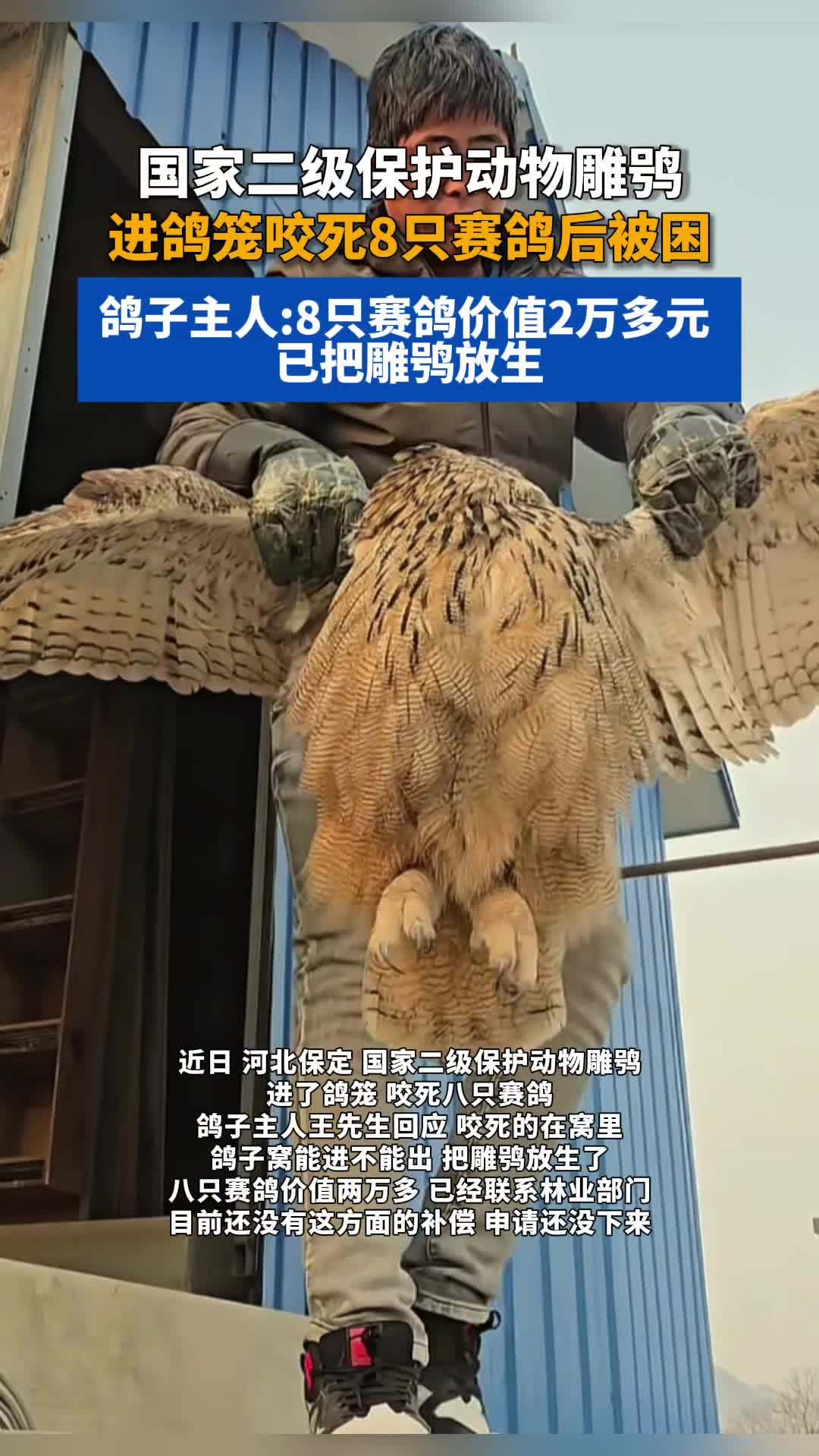 国家二级保护动物雕鸮进鸽笼咬死8只赛鸽后被困