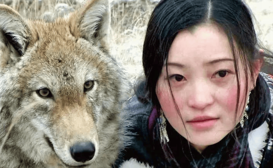 原创            李微漪证实狼王格林已自然老去