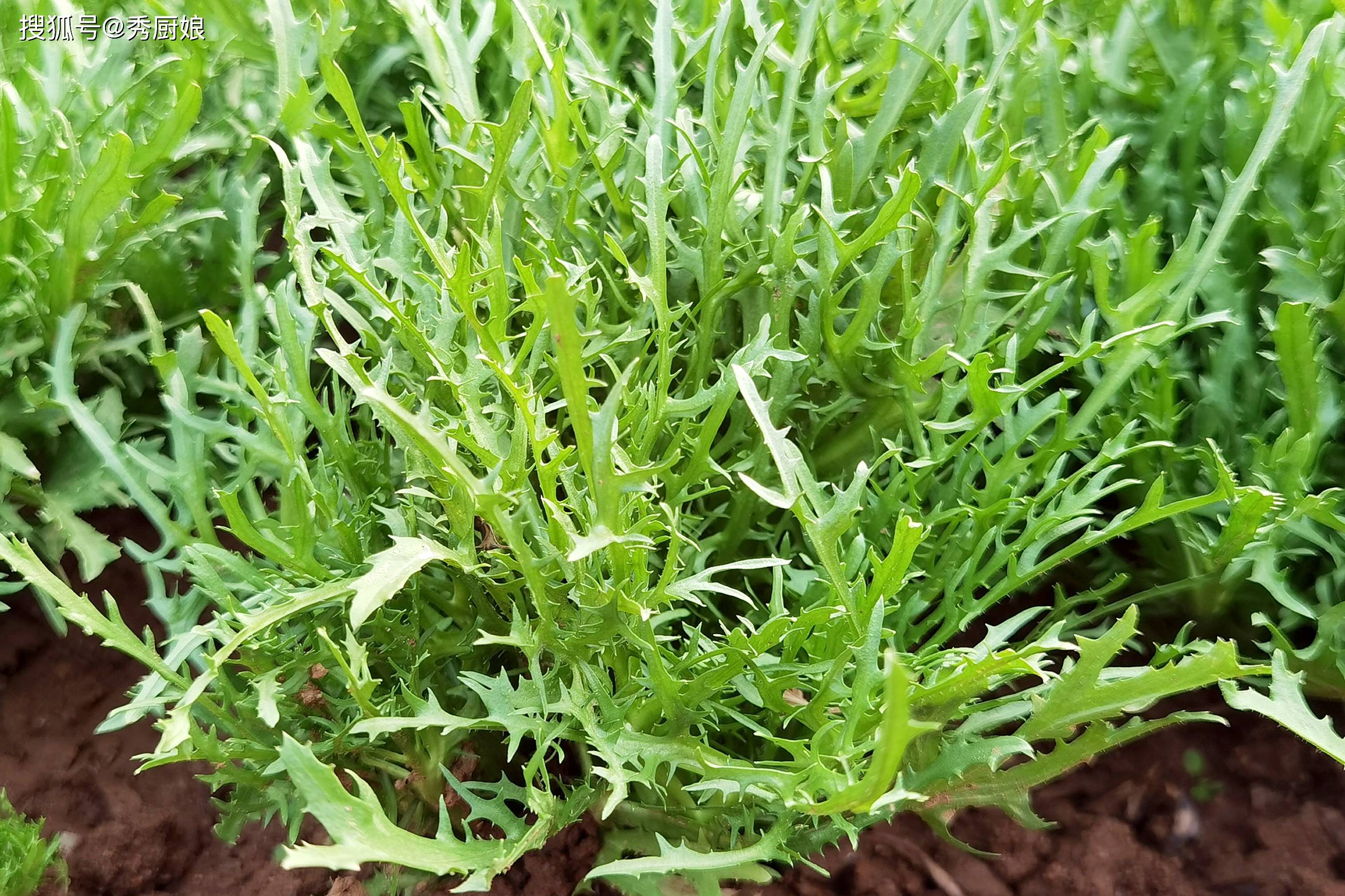 原创            男人养肝强壮，女人养肝漂亮，春天多吃这4种菜，养肝排毒又护眼，鲜嫩营养不上火！