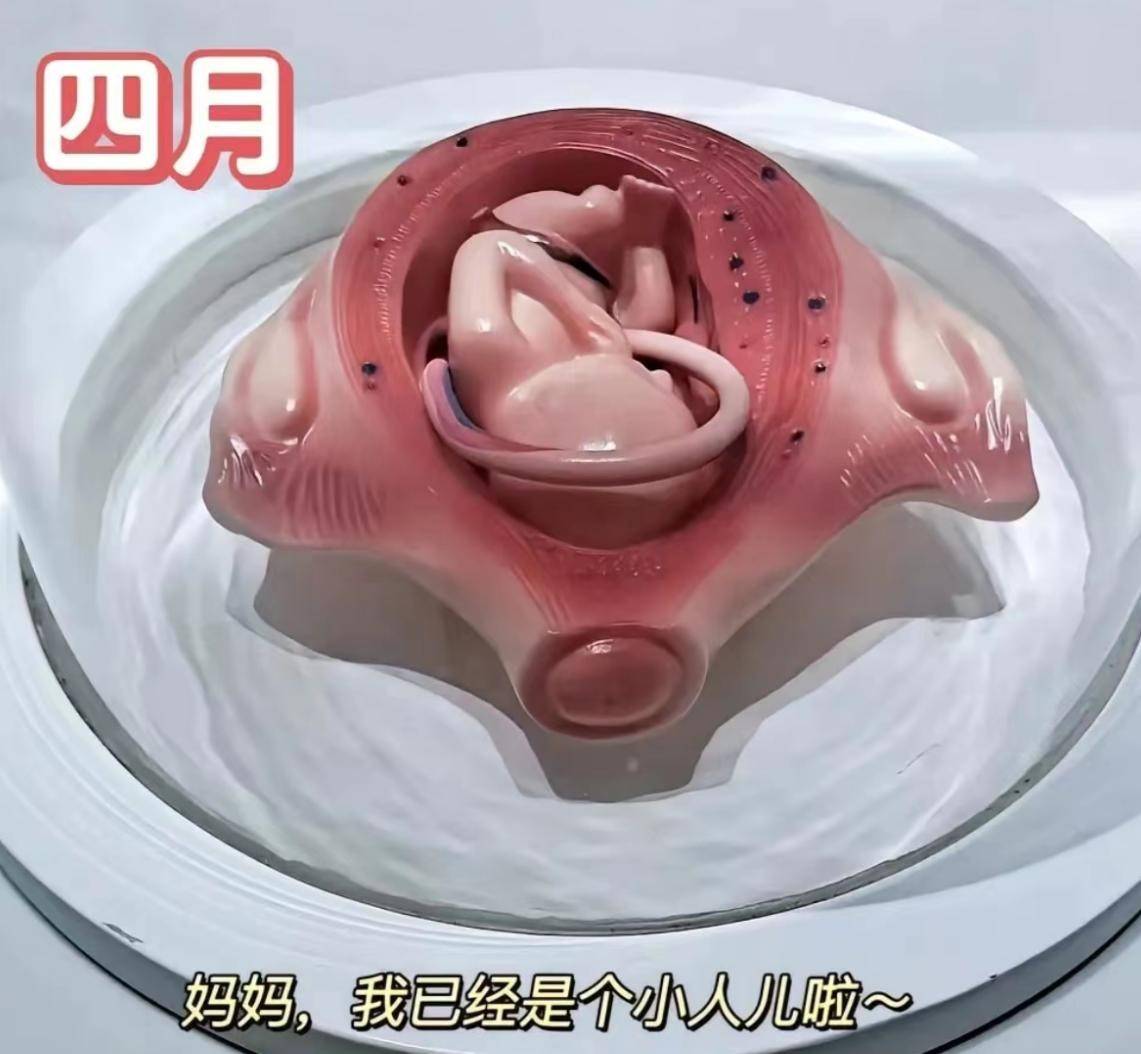 胎儿是怎么长大的？一组高清图告诉你生命的奥秘