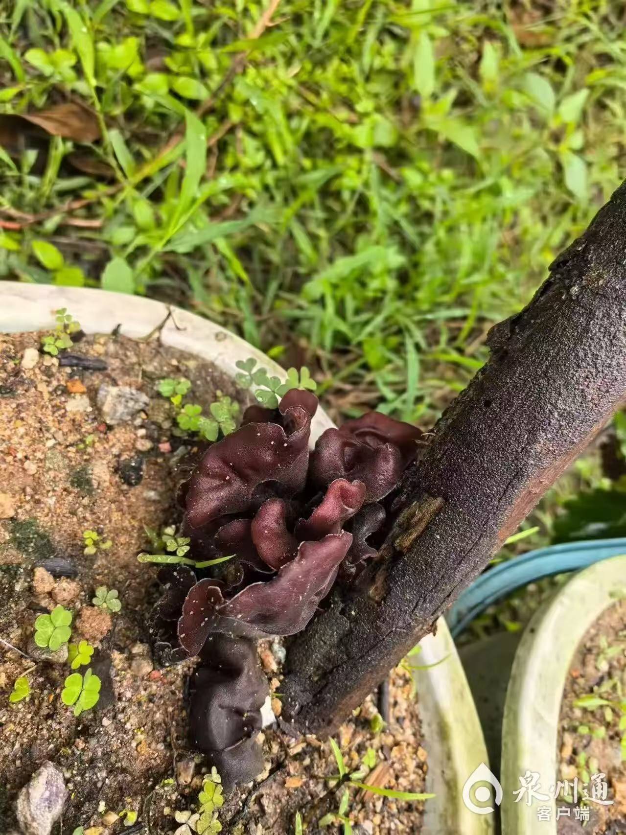 雨后公园冒出大量野生蘑菇可能是隐形杀手
