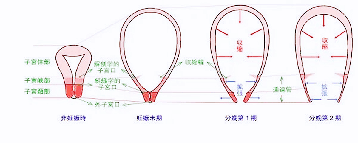 怀孕子宫变多大？这些变化超出了想象