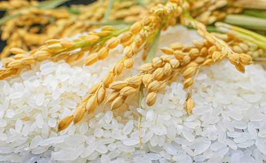 互联网+赋能东北大米，东北大米平台.商城激活产业新活力！