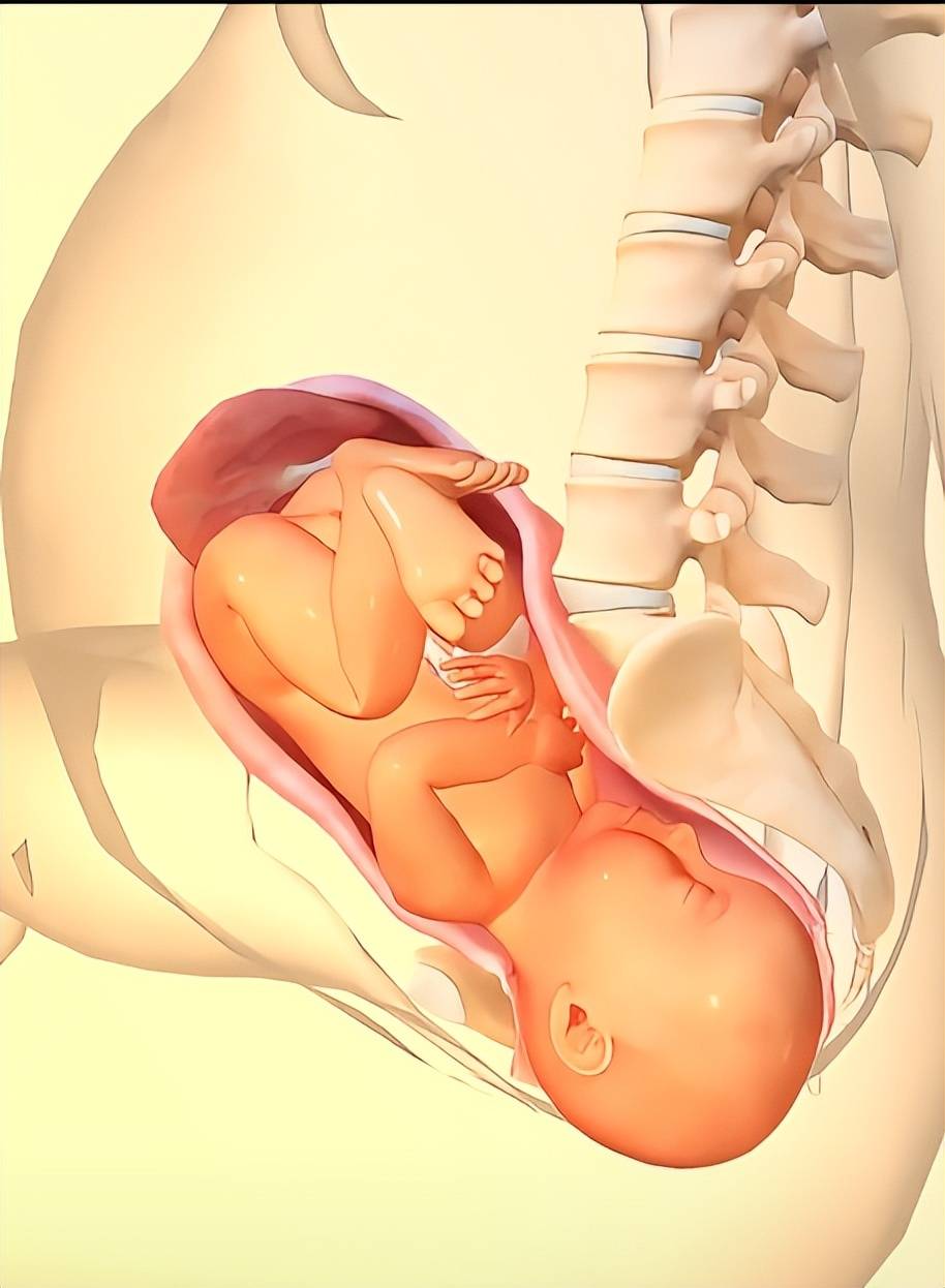 顺产的时候宝宝在子宫里干嘛？这张图告诉你