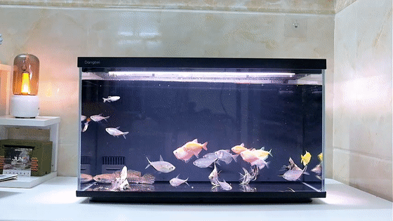 当贝智能鱼缸2S Ultra体验：真正让懒人也能养好鱼的“终点站”