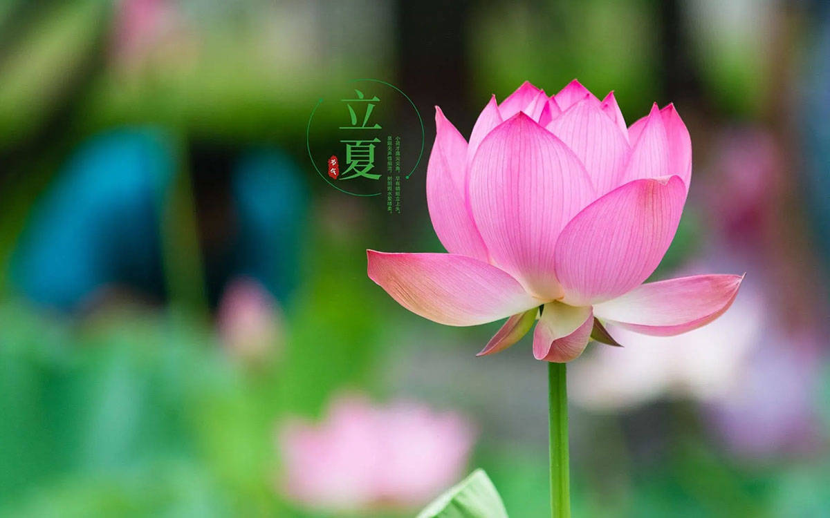 原创            立夏后，少吃韭菜菠菜，多吃4种“黄金菜”，营养好消化，清热润燥增免疫，平安过夏天