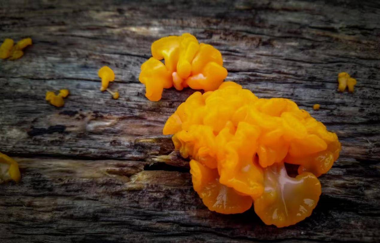 探访合肥中菌生物科技：一朵金耳的二十五年产业化之路
