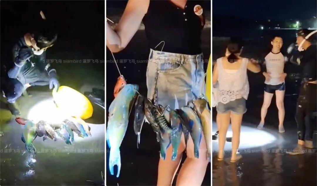 中国游客普吉岛夜潜射杀“珊瑚清道夫”，当地人劝不住，泰国网友怒了：免签不能变“无法无天”