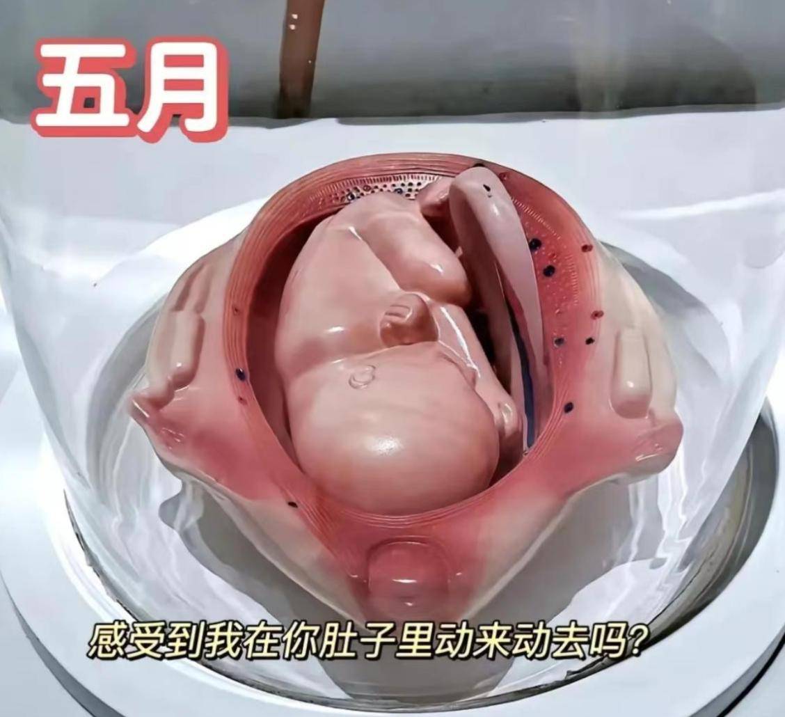 怀胎十月,胎宝如何悄悄长大？建议准爸妈收藏