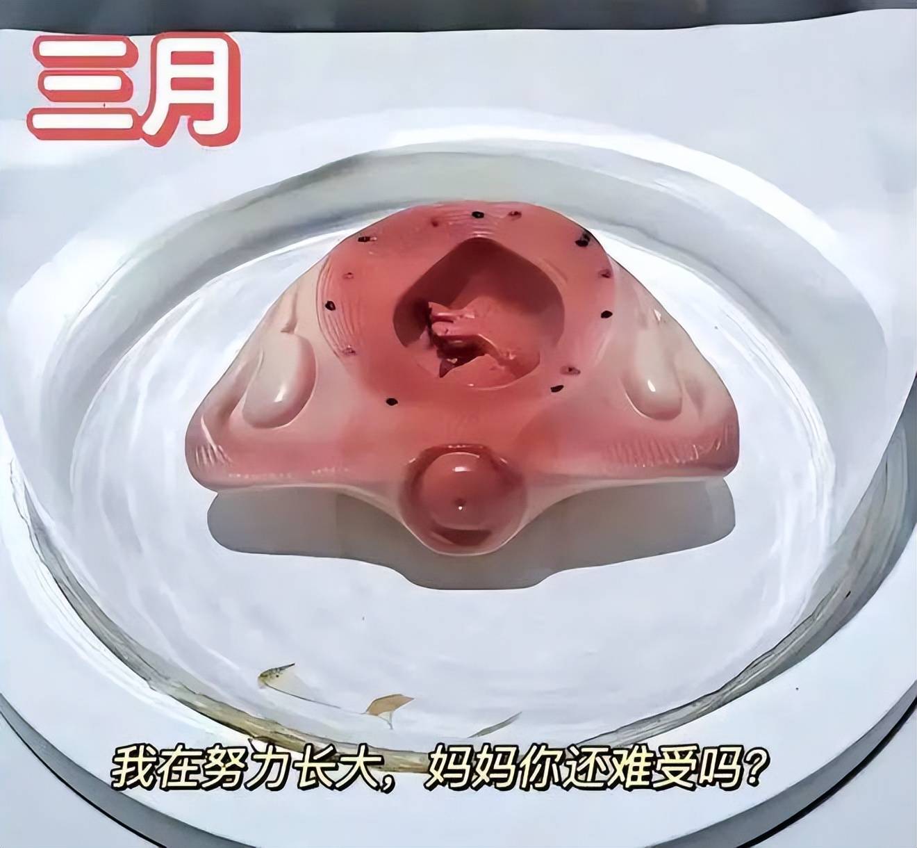 怀胎十月,胎宝如何悄悄长大？建议准爸妈收藏