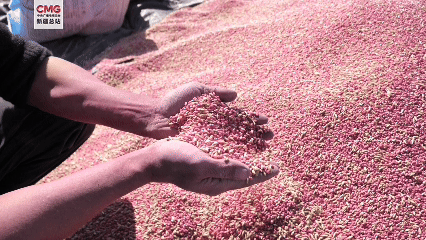 新疆巴楚：曾讓袁隆平“撓頭”的學生 在巴楚萬畝鹽堿地圓了“禾下乘涼夢”
