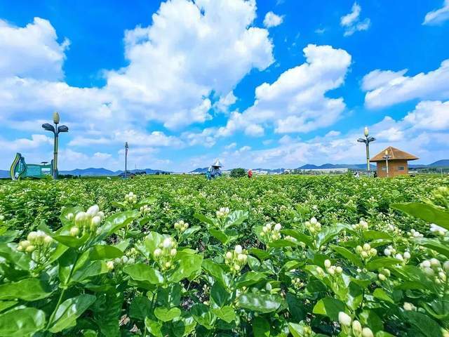 春日养生“喝花”正当时 茉莉花茶成疏肝解郁新宠