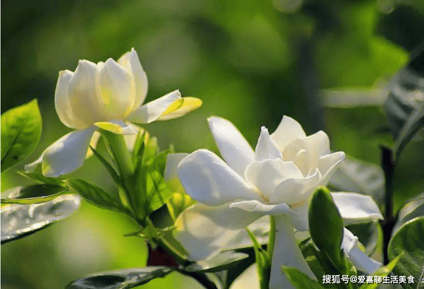 原创            六月不吃青，两眼冒金星，进入六月，建议中老年：多吃6种青色食物，身体健康！