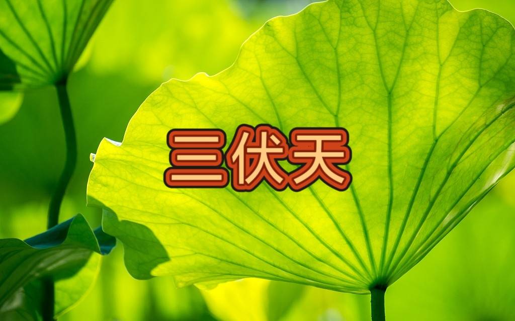 原创            “三伏不补，一年受苦”，7月15入伏，有钱没钱多吃这4样，营养不上火，养好体质，安稳过夏天