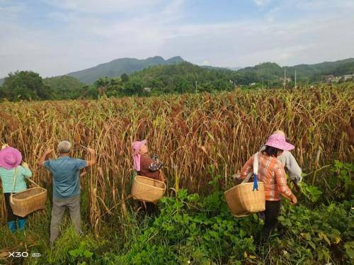 江西兴国:高粱喜获丰收 特色种植点亮乡村振兴路(图1) 江西兴国:高粱喜获丰收 特色种植点亮乡村振兴路(图1)