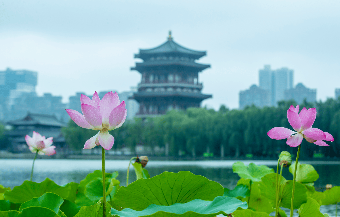 大唐芙蓉园1.png