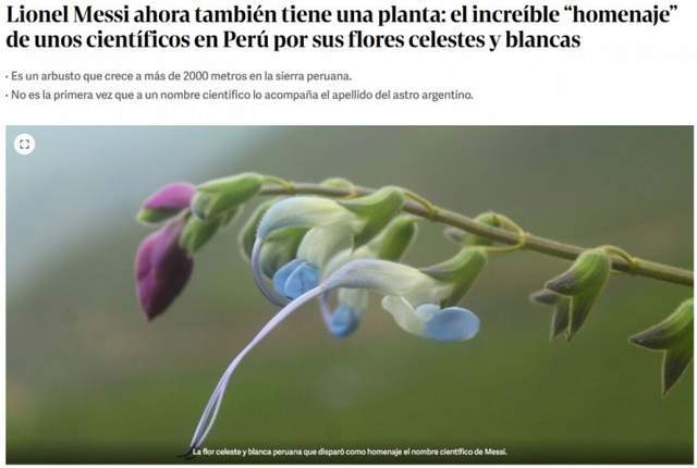 致敬球王！阿媒：秘鲁一种蓝白色小花被命名梅西鼠尾草