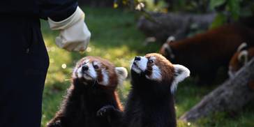 成都动物园再添3类新成员，其中之一还是“国宝”→