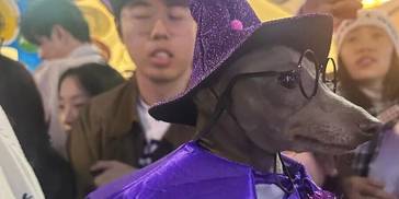 【冷兔趣闻】也没人跟我说万圣节可以玩成“百狗夜行”啊！