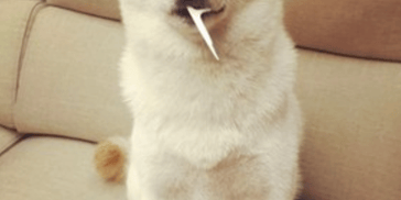 顶部图片