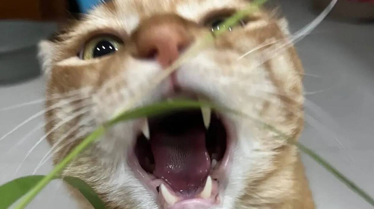 猫明明是肉食动物，为什么爱吃点素