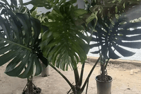 网购绿植半年死亡 顾客要求全额退款