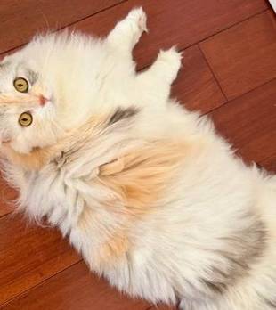 见过最有灵气的三花猫！自带柔光滤镜，像从水墨画里走出来的仙女