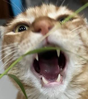 猫明明是肉食动物，为什么爱吃点素