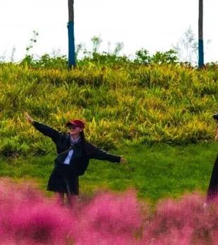 焦作粉黛乱子草赏花地图来了！