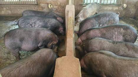 生态循环新模式——饲料型高淀粉浮萍在养猪上的运用节粮养殖效果好
