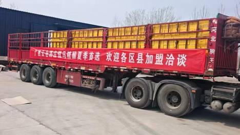 广西区域补给方式持续运行，云仓酒庄锐马啤酒在渠道中形成稳定周转