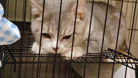 猫咪被寄养宠物店3年，1095天等待换来一句“不要了”！