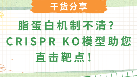 脂蛋白颗粒响应机制研究：CRISPR KO细胞模型如何推动脂质代谢与心血管研究？