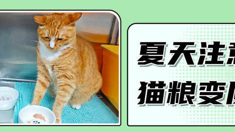 猫粮放多久会变质？