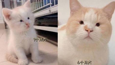 我以为养的是猫，结果是个“眯眯眼”表情包大佬，是认真的吗？
